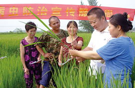 田头科普灭虫害 农业病虫害防治活动纪实