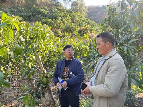 攀枝花民营企业科技助农，助力芒果产业提质增产——聚焦农业病虫害防治活动