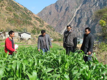 怒江农业信息网 农业病虫害防治活动全面启动