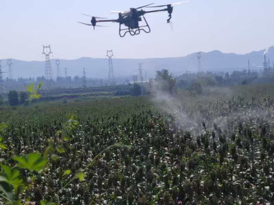 无人机“飞防”为高粱“护航” 现代农业病虫害防治的新篇章