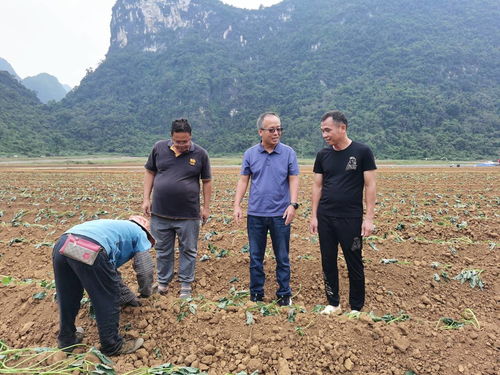 广西农科院 科技赋能乡村振兴 精准防治守护农业安全