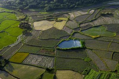 东至县香隅镇 农业技术“两强”进田间，病虫害防治促增收