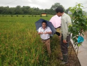 迎战强降雨，永康在行动 全力以赴加强农业病虫害防治