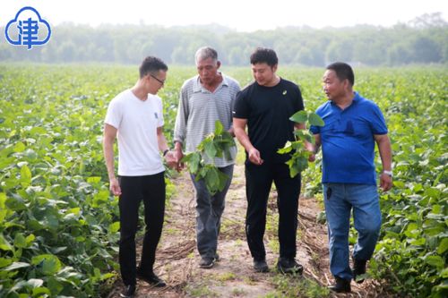 大豆油料现场观摩 提升保障促丰收