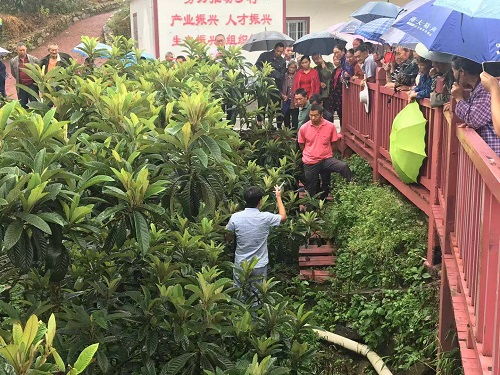 陶炼副研究员赴美罗乡开展枇杷种植技术培训与病虫害防治指导