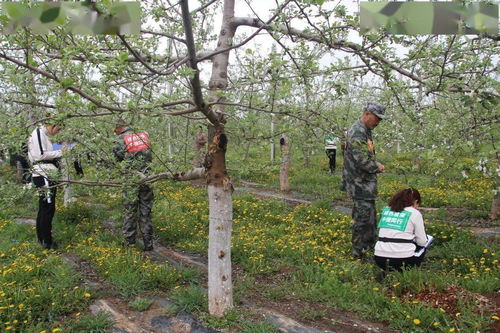 黄陵县农业农村系统开展农业病虫害防治大比武活动