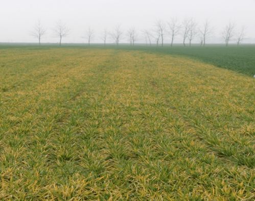 驻马店市橄榄枝社工中心举办小麦田间管理与病虫害防治科普培训活动