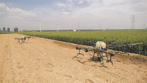 科技赋能农业 文水无人机亮相田间，精准助力小麦病虫害防治